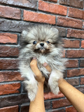 Teacup Pomeranian